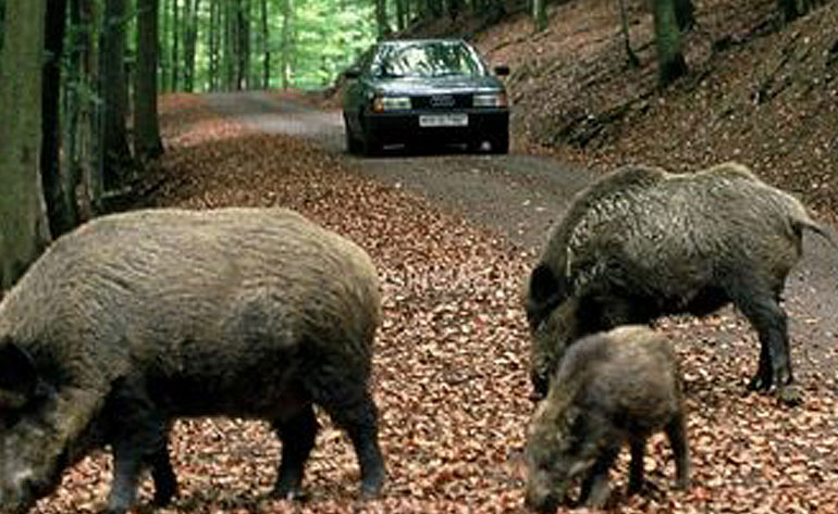 Incidenti con animali selvatici